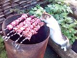 Люся - кошка