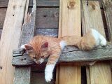 Кот Миша