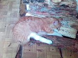 Кот Миша